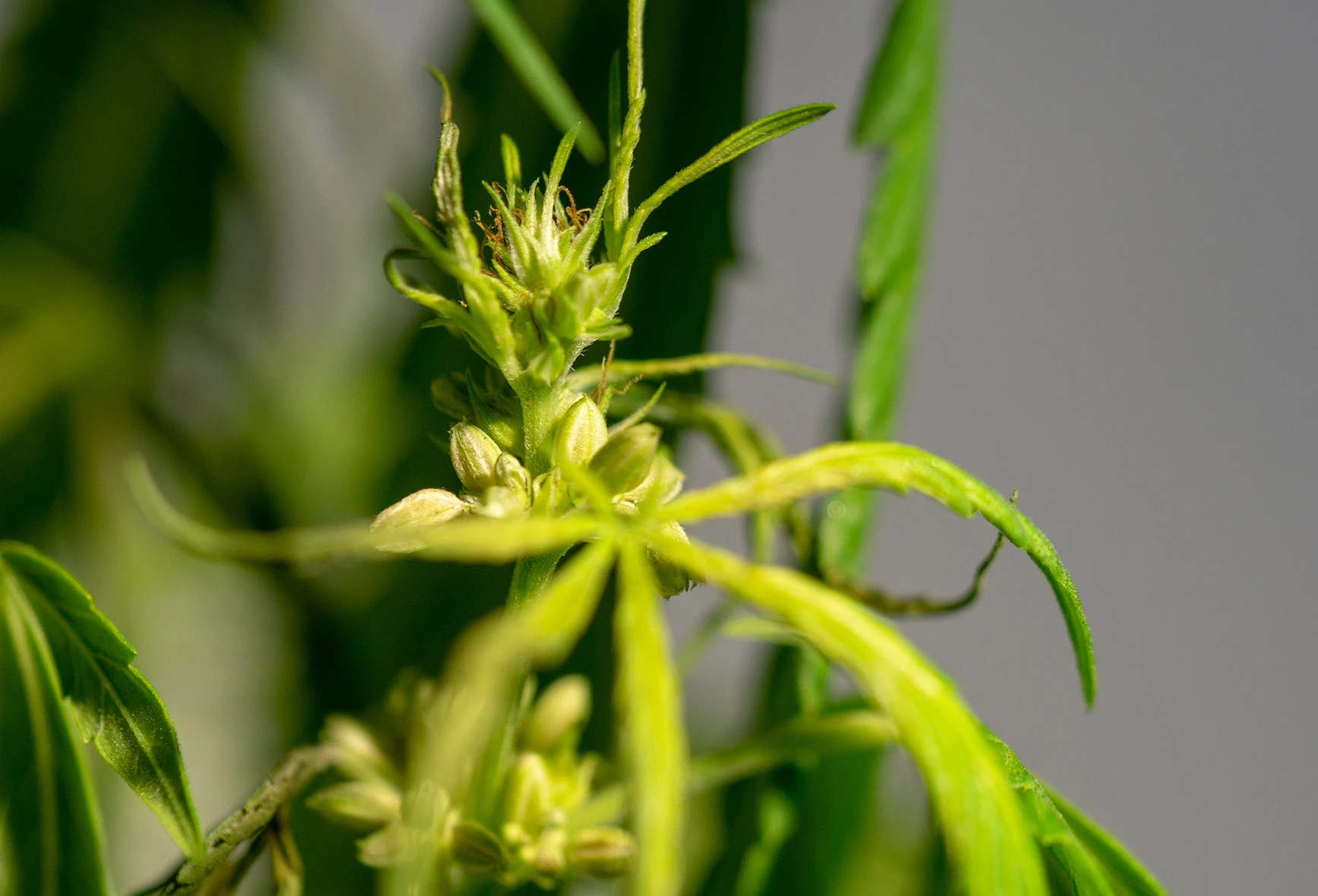 Hermaphrodite cannabis plant with stamens and stigmas
