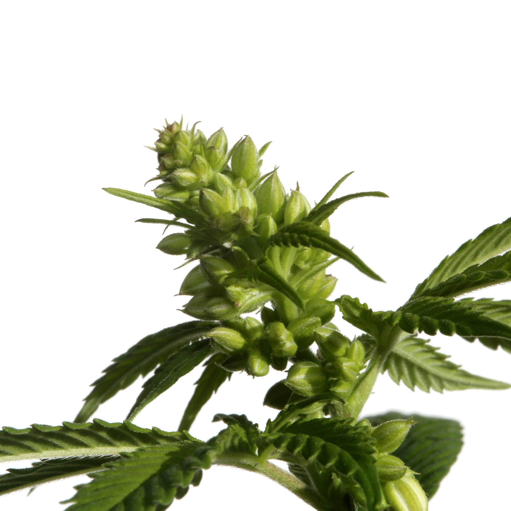Male cannabis plant stamen