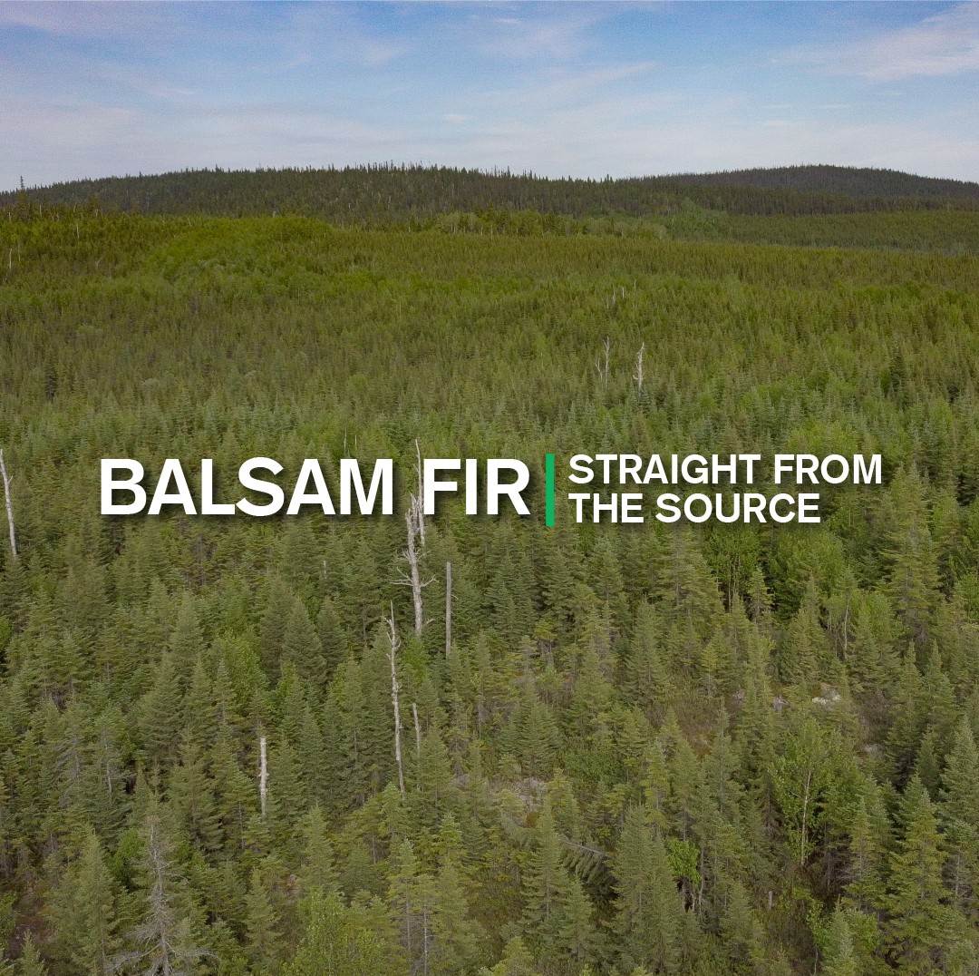 Straight From the Source Balsam Fir
