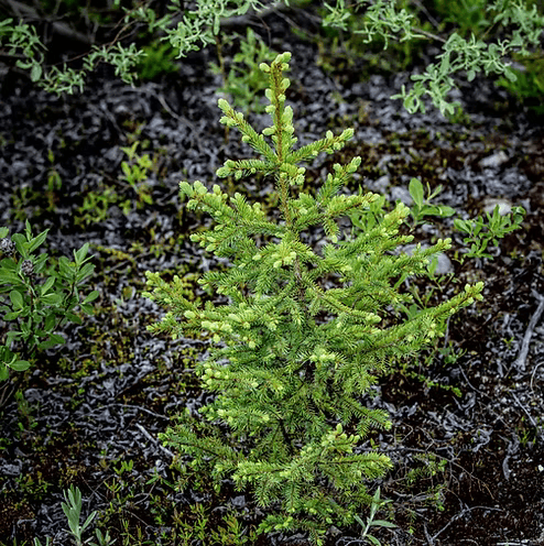 BALSAM FIR - Image 2