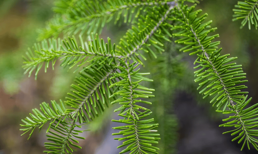 BALSAM FIR - Image 3